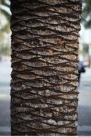 photo texture of palm bark 0008